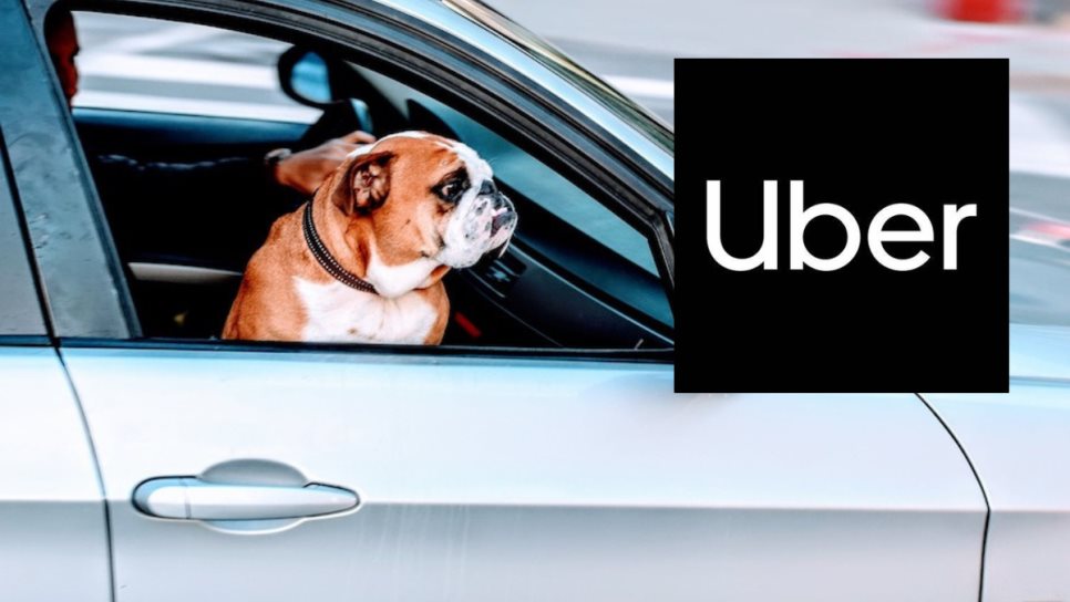 Conductora de Uber crea ingenioso invento para perros, así funciona | VIDEO