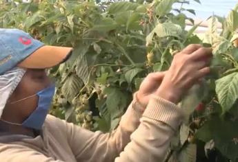 En cinco meses, crece 4.48% la exportación agroalimentaria en México: Secretaría de Agricultura