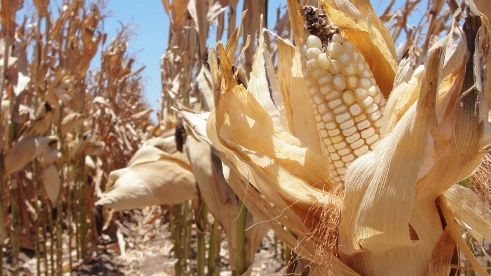 Avanza compra de maíz por Segalmex; 7 mil agricultores beneficiados
