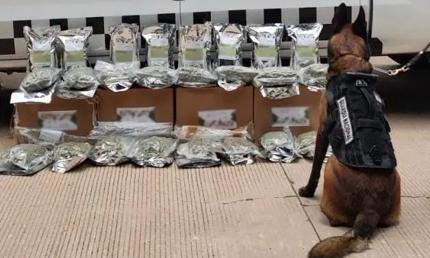 La droga fue asegurada y puesta a disposición de las autoridades. FOTO: Cortesía