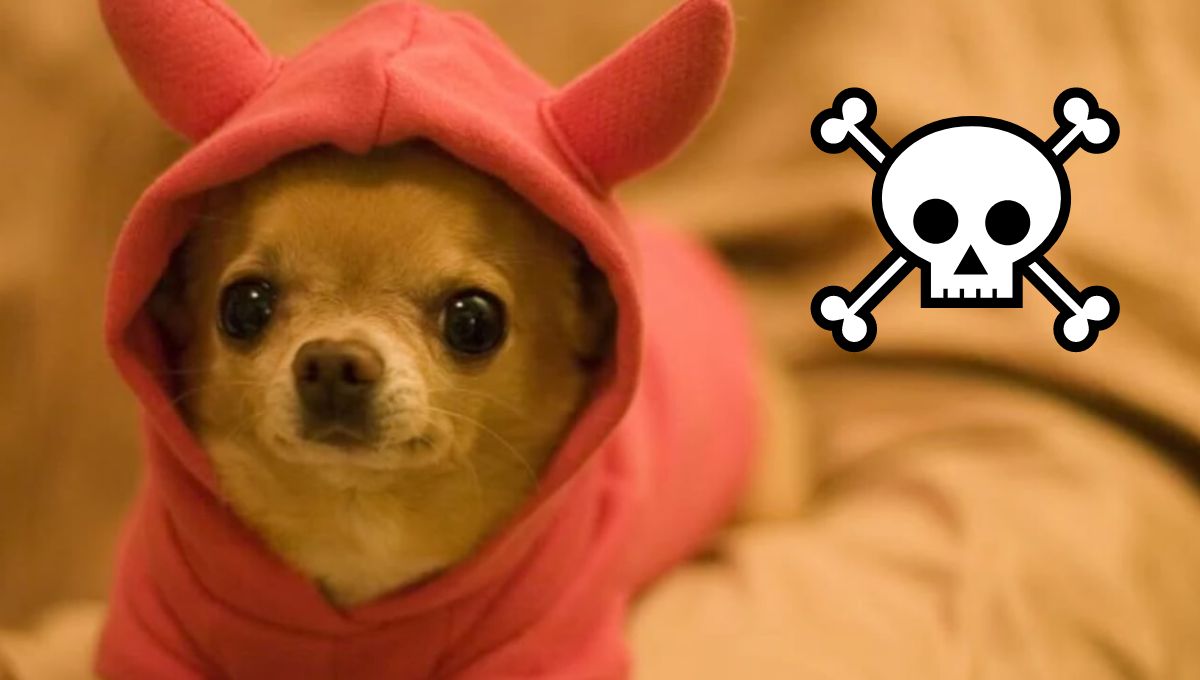 Los parásitos que crean las mascotas pueden ser perjudiciales para los humanos. FOTO: Luz Noticias