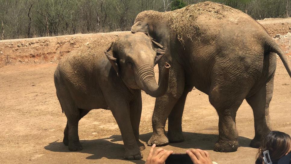 ¡Big Boy & y Bireki se casan! Con una «pedida de trompa» se confirmó el amor