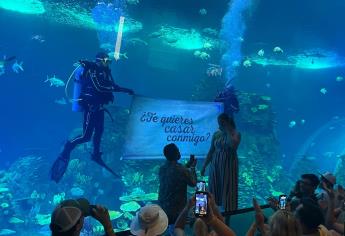 Acuario Mar de Cortés: Morgan y Giovannie se comprometen en medio del océano