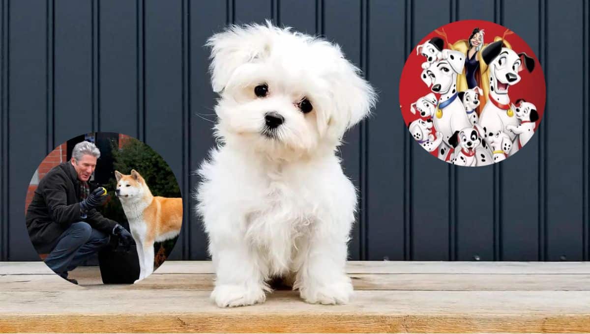 El perro es considerado el mejor amigo del hombre. FOTO: Luz Noticias