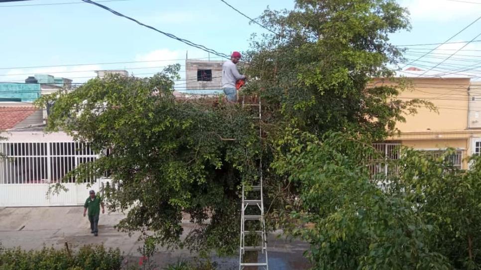 Apagones en Mazatlán son por árboles sin podar y transformadores instalados hace más de 40 años: alcalde