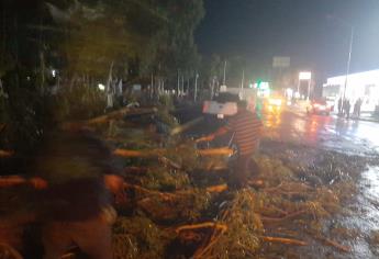 Un árbol le cae a una casa y otro a un vehículo tras tormenta en Ahome