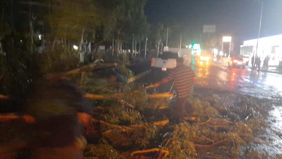 Un árbol le cae a una casa y otro a un vehículo tras tormenta en Ahome