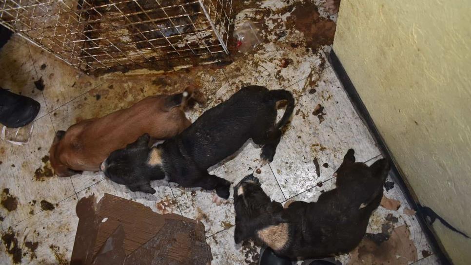 Rescatan a 8 perritos en cateo a casa de agresores de maestra de Cuautitlán