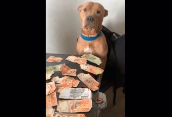 TikTok: perrito se come billetes de su dueña y lo descubren al defecarlos