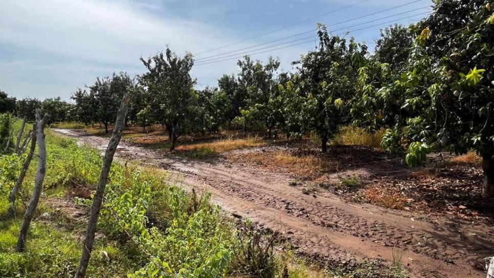 Huertas de mango perdieron hasta el 70% de la fruta por viento