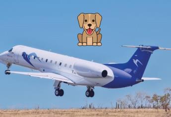 Nueva aerolínea: esto costará el vuelo de tu mascota de Los Mochis a Los Cabos