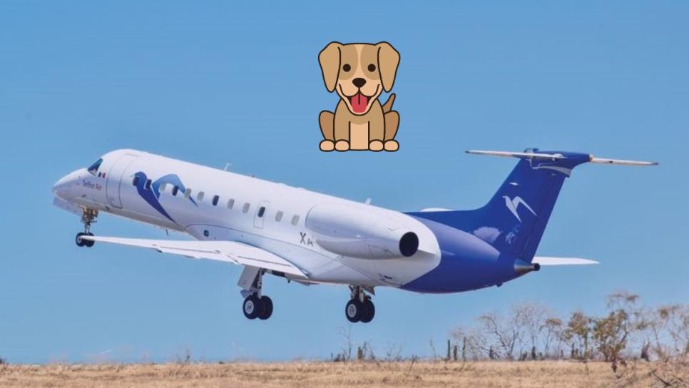 Nueva aerolínea: esto costará el vuelo de tu mascota de Los Mochis a Los Cabos