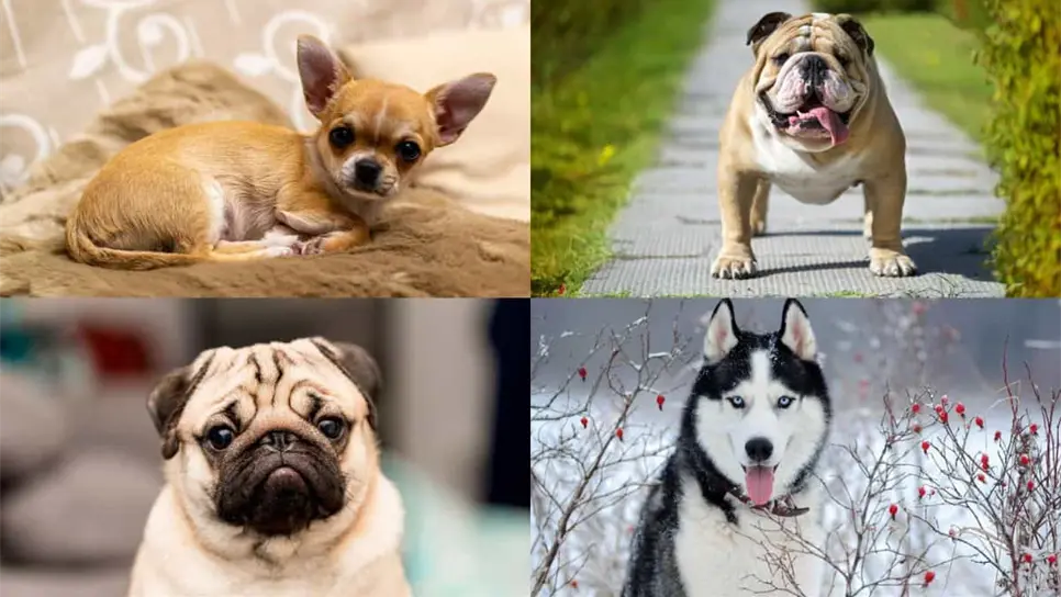 El perro es considerado el mejor amigo del hombre. FOTO: Luz Noticias