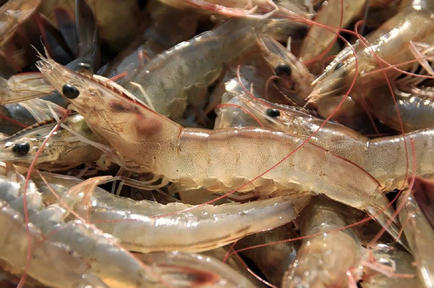 «Blindan» Sinaloa para frenar contrabando de camarón