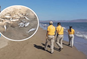 Aparecen decenas de peces muertos en playas de El Maviri