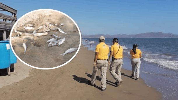 Aparecen decenas de peces muertos en playas de El Maviri