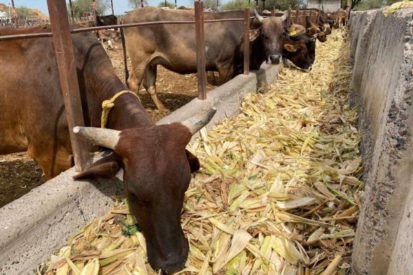Gestionan pasteurizadora para Sinaloa