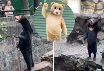 Captan oso actuando como humano en un zoológico, acusan que es un hombre disfrazado