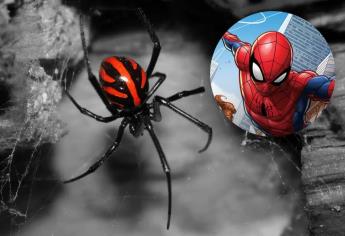 Niño se deja picar por una viuda negra, ¡porque quería ser Spiderman!