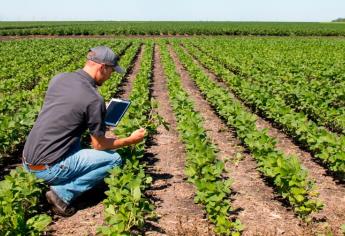 Crisis en el campo de Sinaloa: agrónomos se quedan sin trabajo