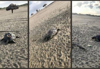 Encuentran 5 tortugas muertas en Las Glorias, Guasave