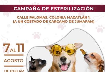 ¿Buscas esterilizar a tu perro o gato? Aquí puedes hacerlo gratis en Mazatlán 