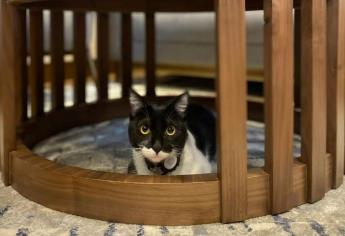 Hoy es el día del Gato ¿cómo celebrarlo?