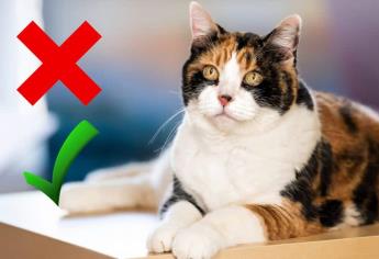 Día Internacional del Gato: mitos y realidades sobre los felinos