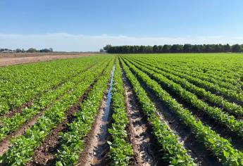 A punto de vencer créditos agrícolas