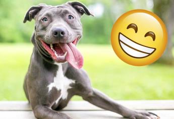 5 señales para saber si tu perro es feliz viviendo contigo