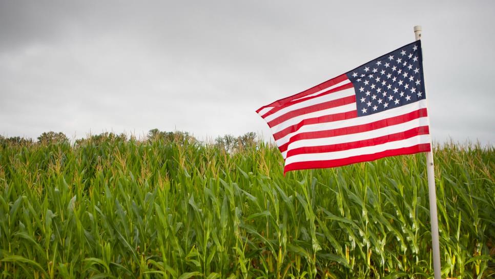 En EUA, el 90 % del maíz es transgénico