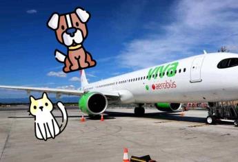 ¿Quieres viajar con tu mascota en la cabina? costos y requisitos de las aerolíneas