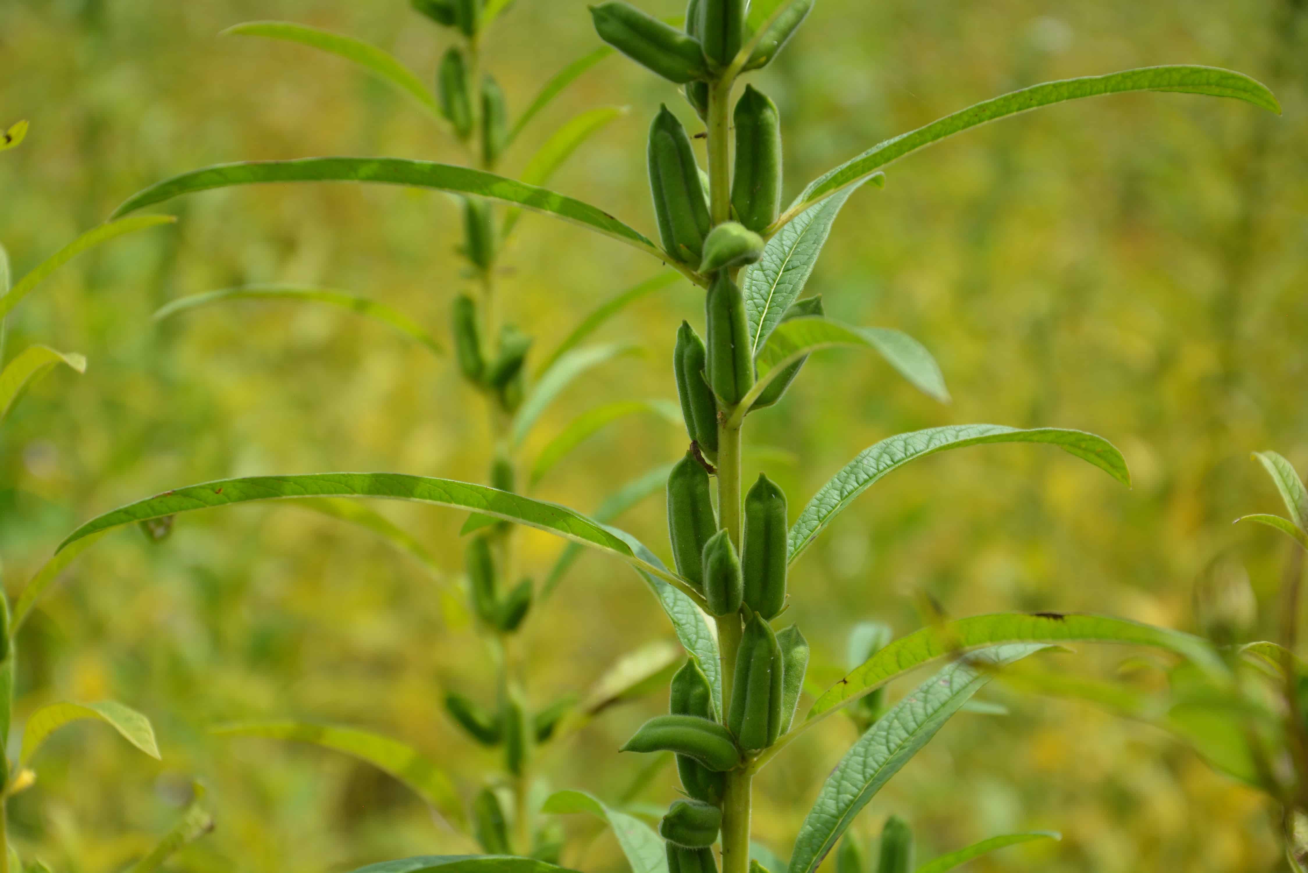 Ajonjolí, el cultivo que puede rescatar al valle del Carrizo