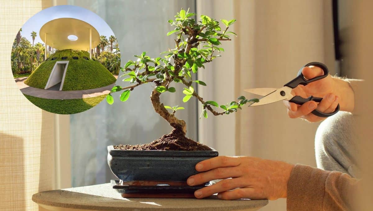 El taller te enseñará a cuidar y perfeccionar un bonsái. FOTO: Luz Noticias