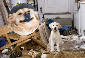 Estas son las 3 razas de perros más traviesas