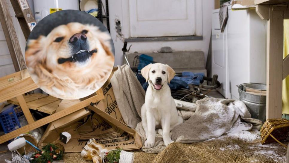 Estas son las 3 razas de perros más traviesas