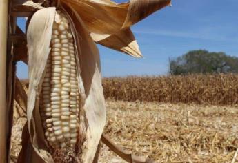 Excedente de maíz en Sinaloa de 1.2 millones de toneladas