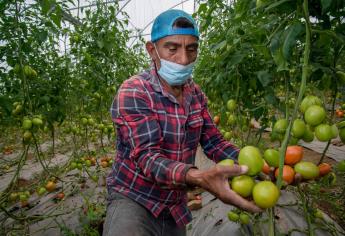 Estados Unidos exige arancel al tomate mexicano