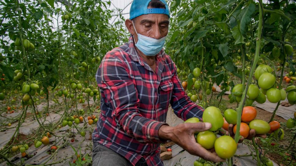 Estados Unidos exige arancel al tomate mexicano