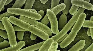 Bacteria mortal deja 3 muertos en EU. ¿De qué se trata? ¿Cuáles son sus síntomas?