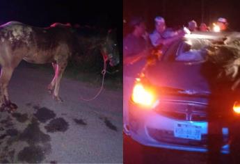 Caballo suelto se atraviesa en una carretera y provoca accidente en Guasave