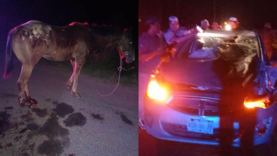 Caballo suelto se atraviesa en una carretera y provoca accidente en Guasave