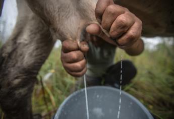 Colapsa la comercialización de leche en Ahome