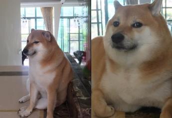 Falleció Cheems, el famoso perrito de los memes ¿qué le pasó?