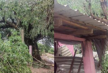 Cae árbol encima de una vivienda en Higuera de Zaragoza