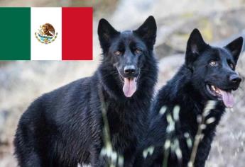 Conoce al calupoh, el perro-lobo mexicano