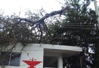 Vientos de «Hilary» arrancan brazo de árbol en Culiacán y cae en cables de la CFE
