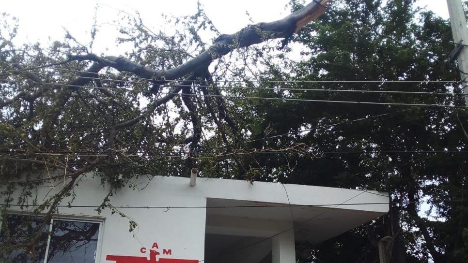 Vientos de «Hilary» arrancan brazo de árbol en Culiacán y cae en cables de la CFE