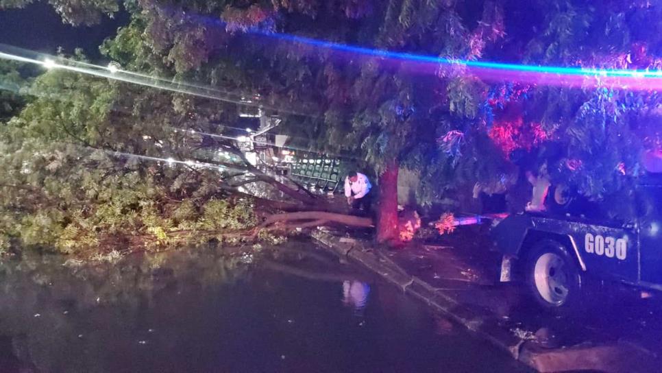 Árboles caídos y vehículos varados, los resultados de la fuerte tormenta en Culiacán