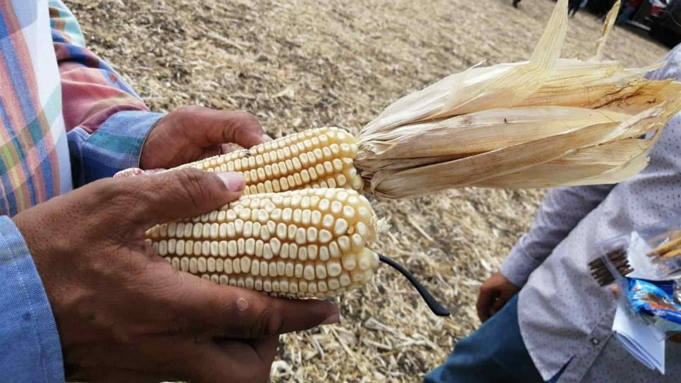 México pagará a Estados Unidos 20 millones de dólares si pierde controversia del maíz 